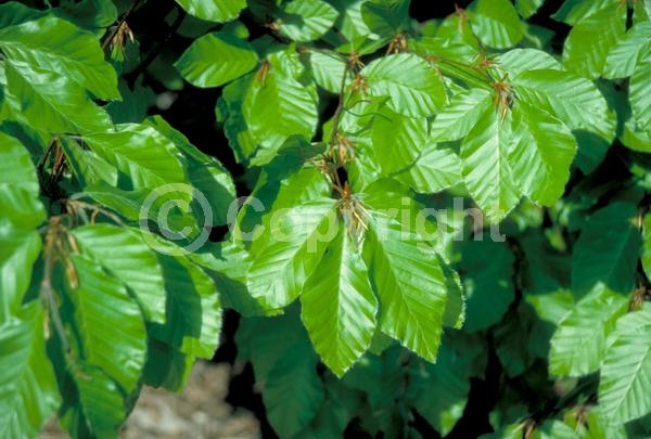 Unknown blooms; Deciduous; Broadleaf