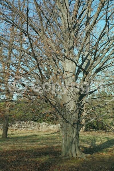 Unknown blooms; Deciduous; Broadleaf