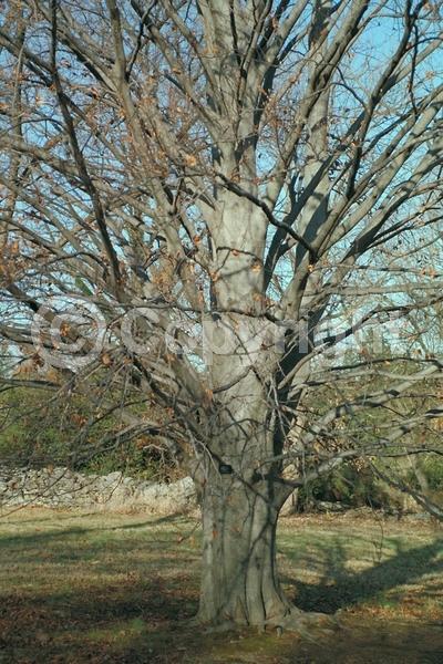 Unknown blooms; Deciduous; Broadleaf