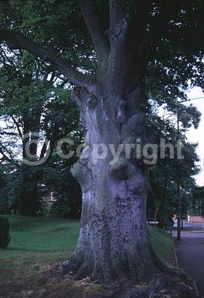 Unknown blooms; Deciduous; Broadleaf