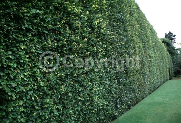 Unknown blooms; Deciduous; Broadleaf