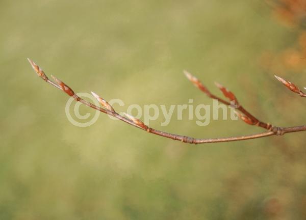 Unknown blooms; Deciduous; Broadleaf