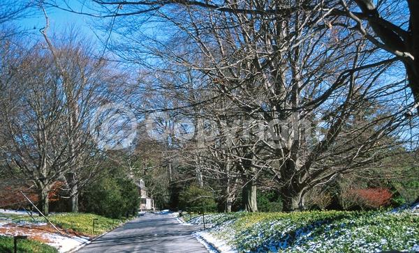 Unknown blooms; Deciduous; Broadleaf