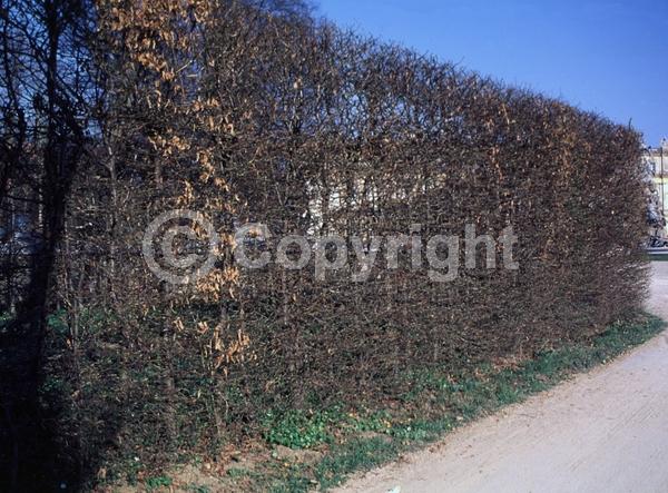 Unknown blooms; Deciduous; Broadleaf