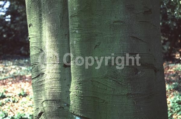 Unknown blooms; Deciduous; Broadleaf