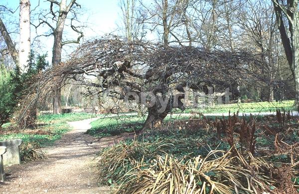 Unknown blooms; Deciduous; Broadleaf