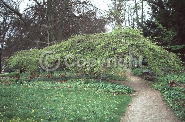 Unknown blooms; Deciduous; Broadleaf