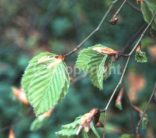 Unknown blooms; Deciduous; Broadleaf