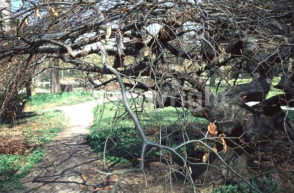 Unknown blooms; Deciduous; Broadleaf
