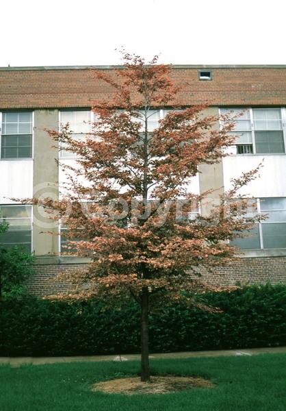 Unknown blooms; Deciduous; Broadleaf