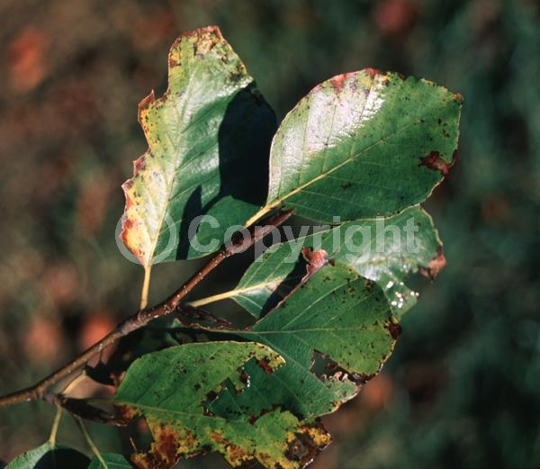 Unknown blooms; Deciduous; Broadleaf