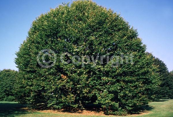 Unknown blooms; Deciduous; Broadleaf