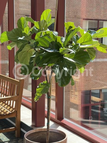 Unknown blooms; Evergreen; Broadleaf