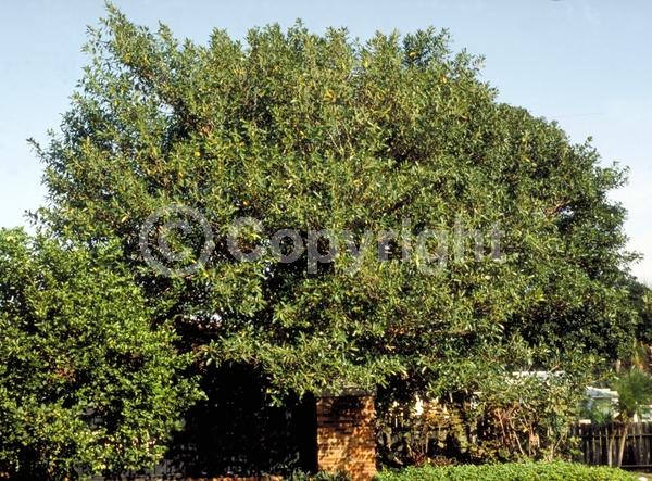 Unknown blooms; Evergreen; Broadleaf; North American Native