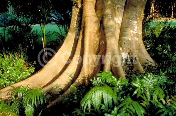 Unknown blooms; Evergreen; Broadleaf; North American Native