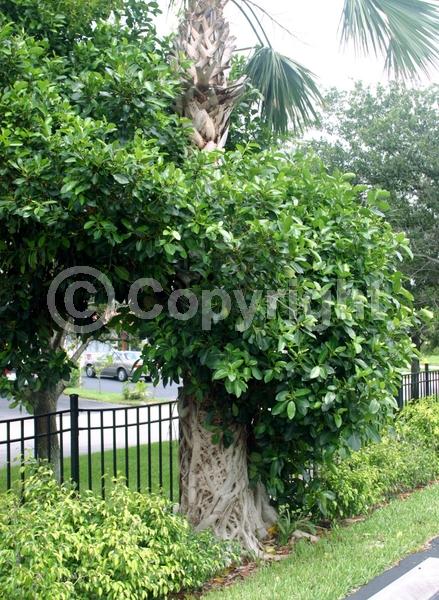 Unknown blooms; Evergreen; Broadleaf; North American Native