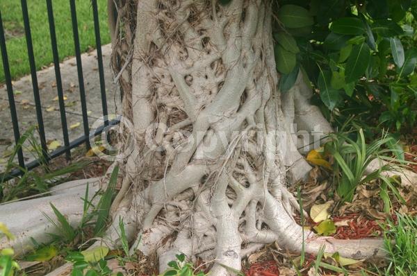 Unknown blooms; Evergreen; Broadleaf; North American Native