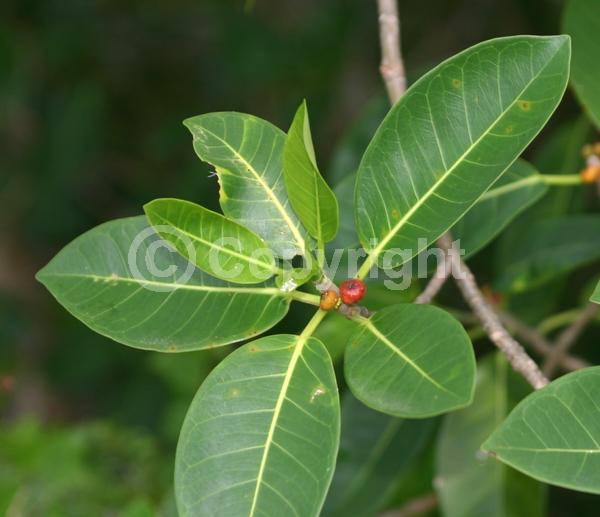 Unknown blooms; Evergreen; Broadleaf; North American Native