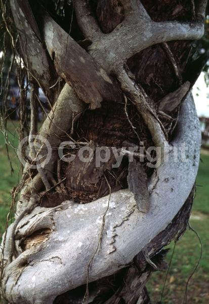 Unknown blooms; Evergreen; Broadleaf; North American Native