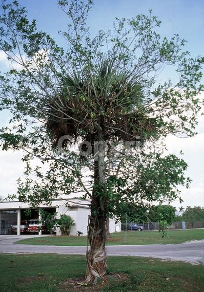 Unknown blooms; Evergreen; Broadleaf; North American Native