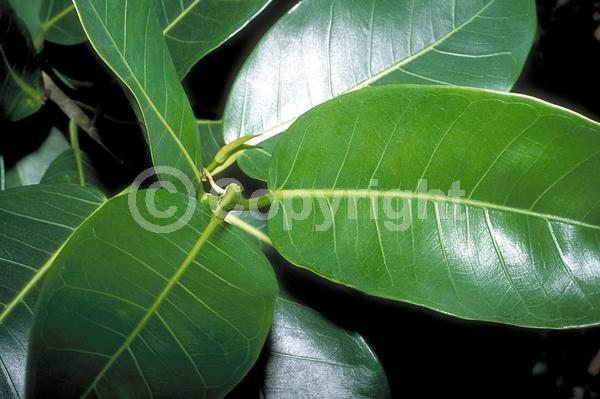 Unknown blooms; Evergreen; Broadleaf; North American Native