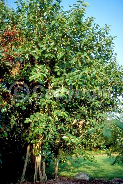 Unknown blooms; Evergreen; Needles or needle-like leaf