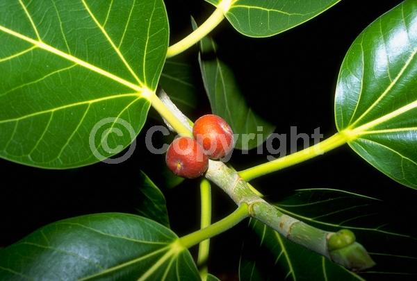 Unknown blooms; Evergreen; Needles or needle-like leaf