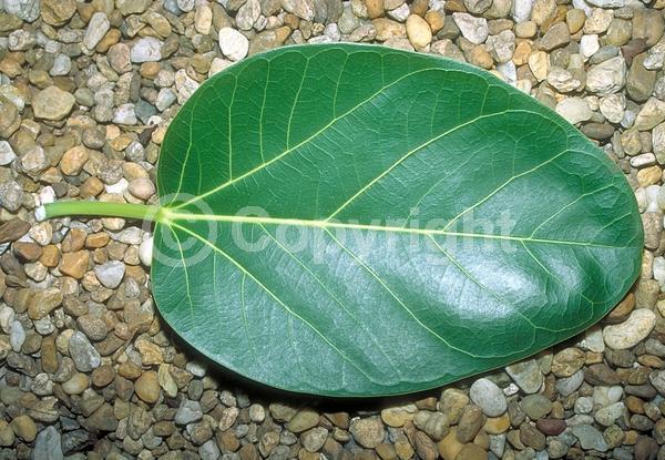 Unknown blooms; Evergreen; Needles or needle-like leaf
