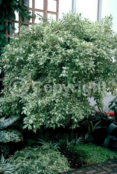 Unknown blooms; Evergreen; Needles or needle-like leaf