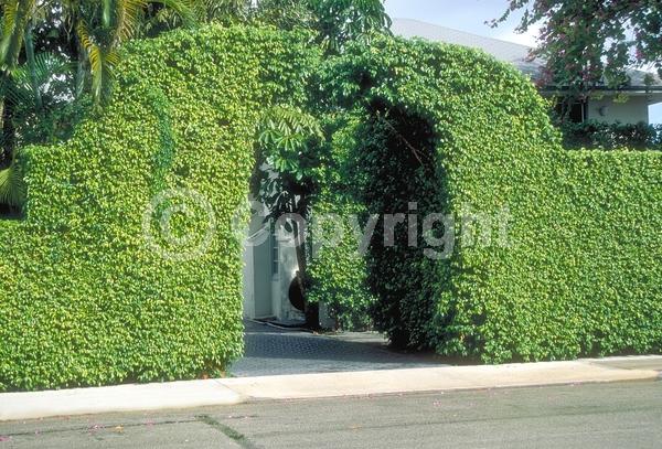 Unknown blooms; Evergreen; Needles or needle-like leaf