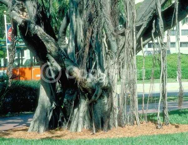 Unknown blooms; Evergreen; Needles or needle-like leaf