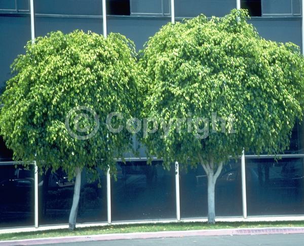 Unknown blooms; Evergreen; Needles or needle-like leaf