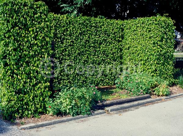 Unknown blooms; Evergreen; Needles or needle-like leaf