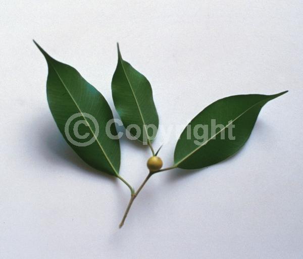 Unknown blooms; Evergreen; Needles or needle-like leaf