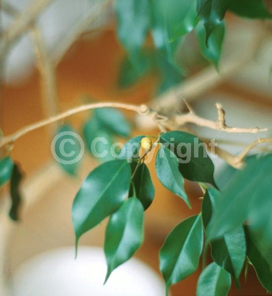 Unknown blooms; Evergreen; Needles or needle-like leaf