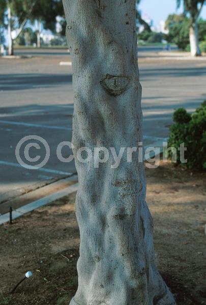 Unknown blooms; Evergreen; Needles or needle-like leaf