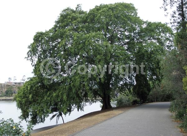 Unknown blooms; Evergreen; Needles or needle-like leaf