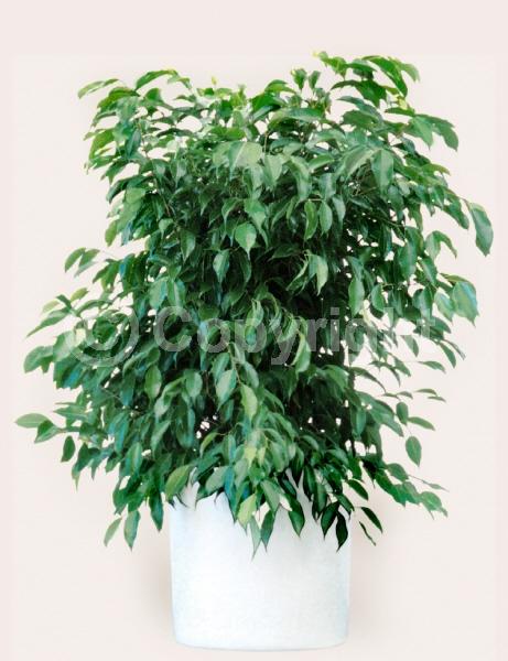 Unknown blooms; Evergreen; Needles or needle-like leaf