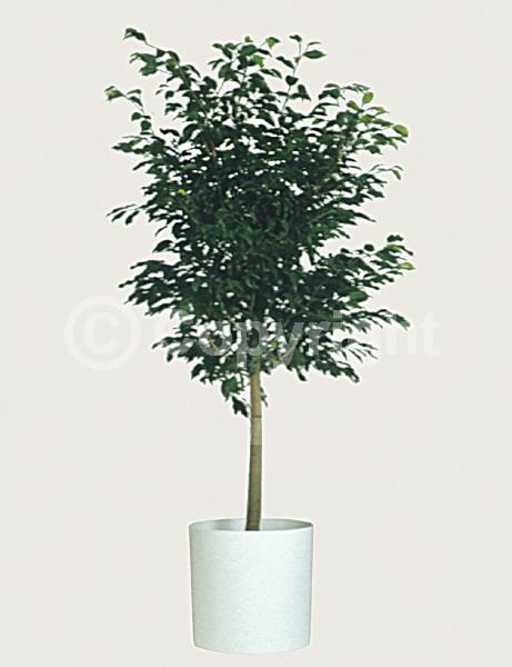 Unknown blooms; Evergreen; Needles or needle-like leaf