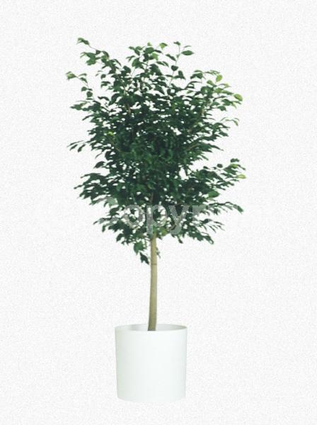 Unknown blooms; Evergreen; Needles or needle-like leaf