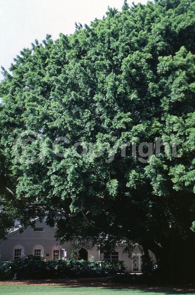 Unknown blooms; Evergreen; Needles or needle-like leaf