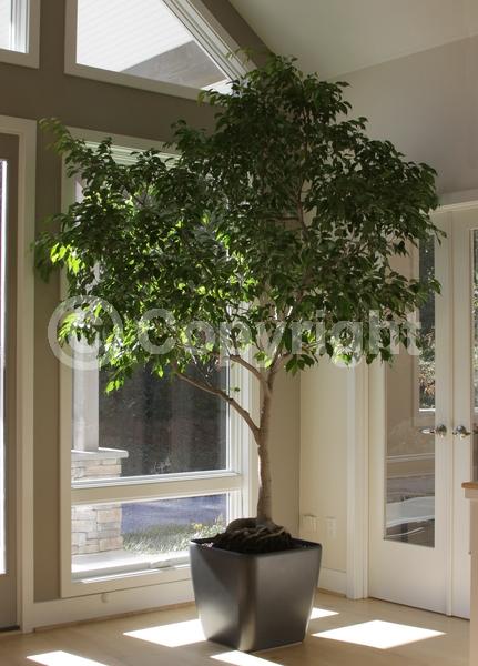 Unknown blooms; Evergreen; Needles or needle-like leaf