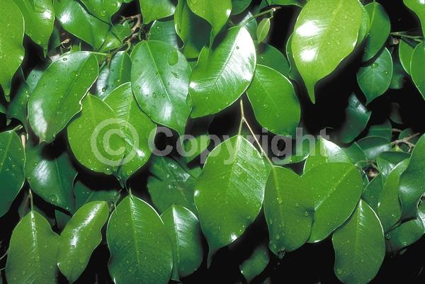 Unknown blooms; Evergreen; Needles or needle-like leaf