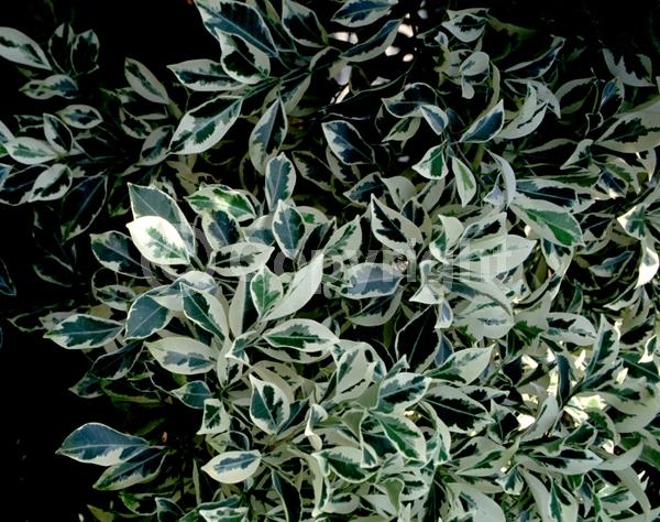 Unknown blooms; Evergreen; Needles or needle-like leaf