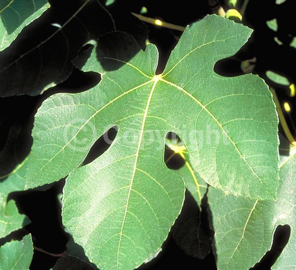 Yellow blooms; Green blooms; Deciduous; Broadleaf