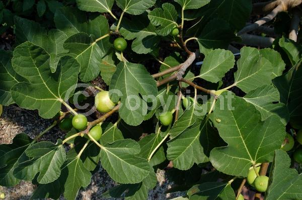 Yellow blooms; Green blooms; Deciduous; Broadleaf