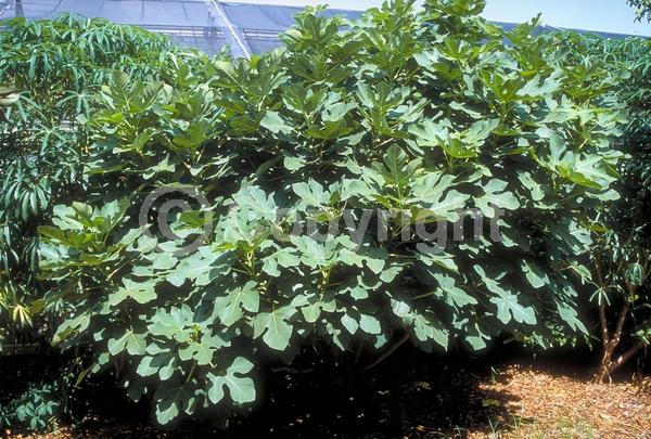 Yellow blooms; Green blooms; Deciduous; Broadleaf