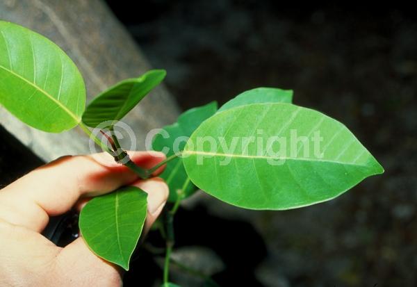 Unknown blooms; Evergreen; Needles or needle-like leaf; North American Native