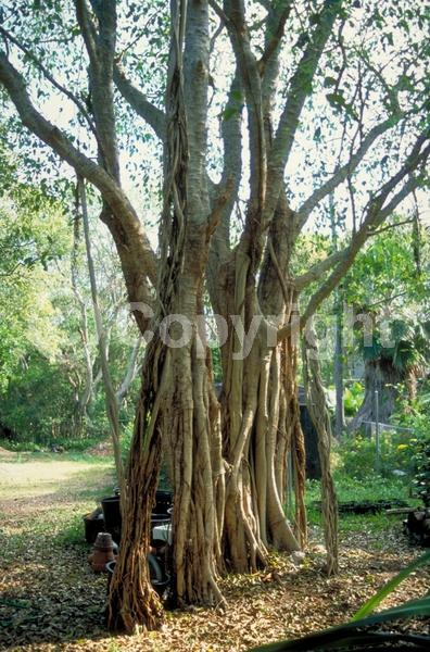 Unknown blooms; Evergreen; Needles or needle-like leaf; North American Native