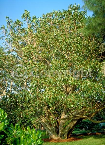 Unknown blooms; Evergreen; Needles or needle-like leaf; North American Native